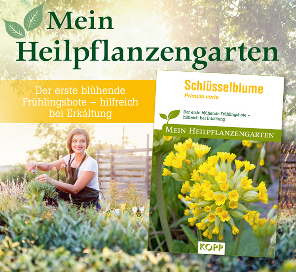 Schl�sselblume - Mein Heilpflanzengarten