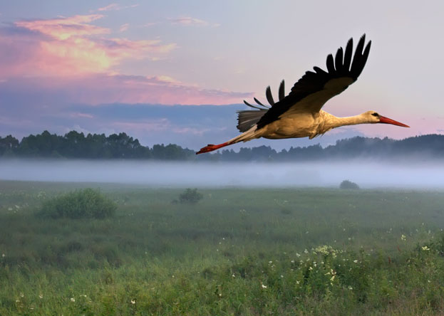 Bild f�r Tierkalender