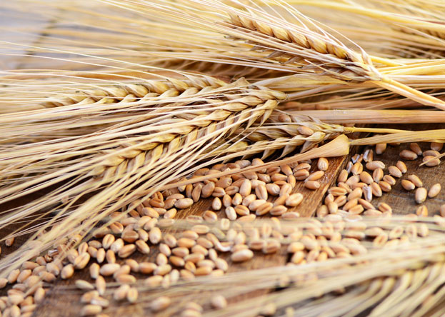 Bild f�r Getreide