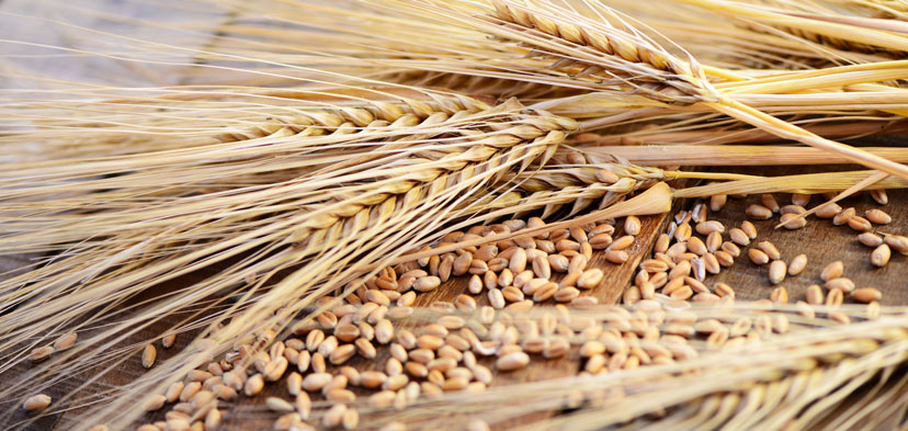 Getreide